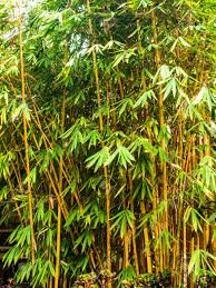 Bambou doré